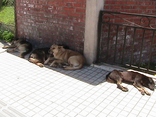 Many stray dogs on the streets of Chile.JPG